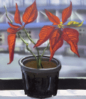 Opera di Melissa Brown nella mostra Flower Games